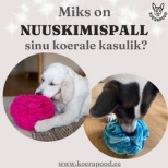 Miks on nuuskimispall sinu koerale kasulik?